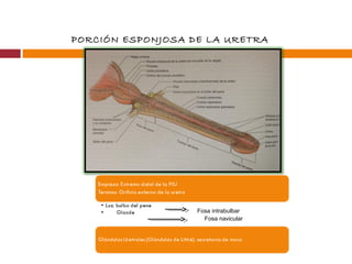 PORCIÓN ESPONJOSA DE LA URETRA
Fosa intrabulbar
Fosa navicular
 