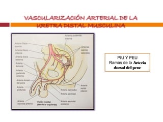PIU Y PEU
Ramas de la Arteria
dorsal del pene
 