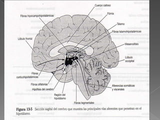 consumo de líquidos y sed, 