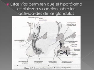 excitación  sexual.