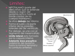 Limites:HIPOTALAMO (parte del diencéfalo que se extiende desde la región del quiasma óptico hasta el borde caudal de los cuerpos mamilares.)Se sitúa debajo del tálamoForma el suelo y la parte inferior de las paredes laterales del 3er ventrículoPor debajo, se une con el tegmento del mesencéfaloLimite lateral esta formado por la capsula interna Adelante área preoptica (adelante del quiasma hasta la lamina terminal y la comisura anterior)