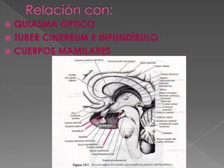 Relación con:QUIASMA OPTICOTUBER CINEREUM E INFUNDÍBULOCUERPOS MAMILARES