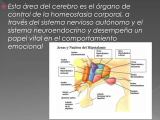 Esta área del cerebro es el órgano de control de la homeostasia corporal, a través del sistema nervioso autónomo y el sistema neuroendocrino y desempeña un papel vital en el comportamiento emocional