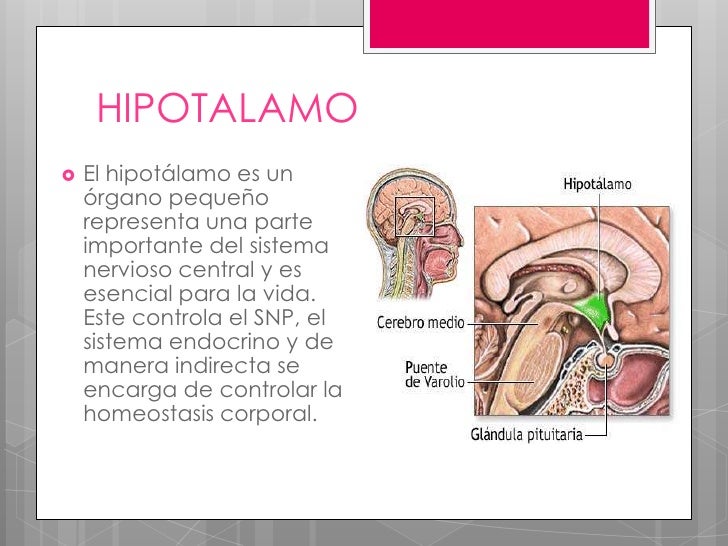Hipotalamo