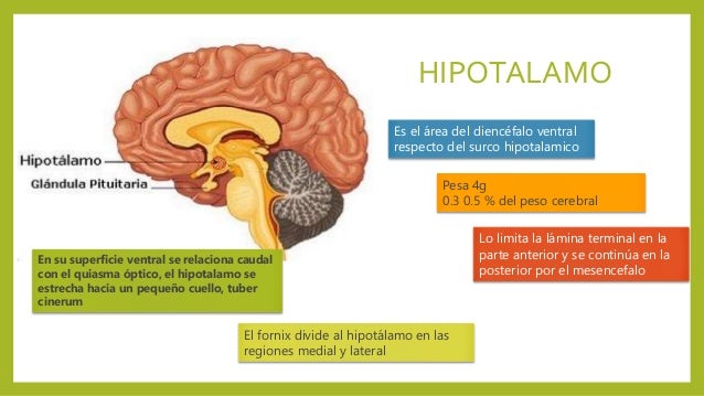 Que Es El Hipotálamo Y Sus Funciones es.slideshare.net