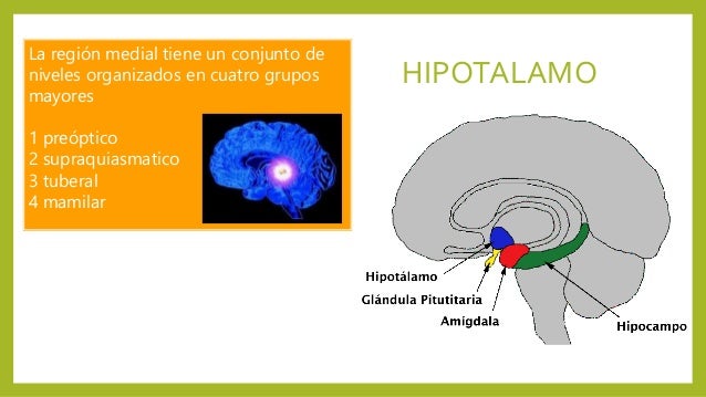 Hipotalamo y sus funciones