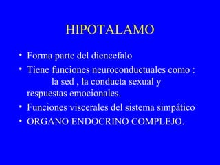 HIPOTALAMO
• Forma parte del diencefalo
• Tiene funciones neuroconductuales como :
la sed , la conducta sexual y
respuestas emocionales.
• Funciones viscerales del sistema simpático
• ORGANO ENDOCRINO COMPLEJO.
 