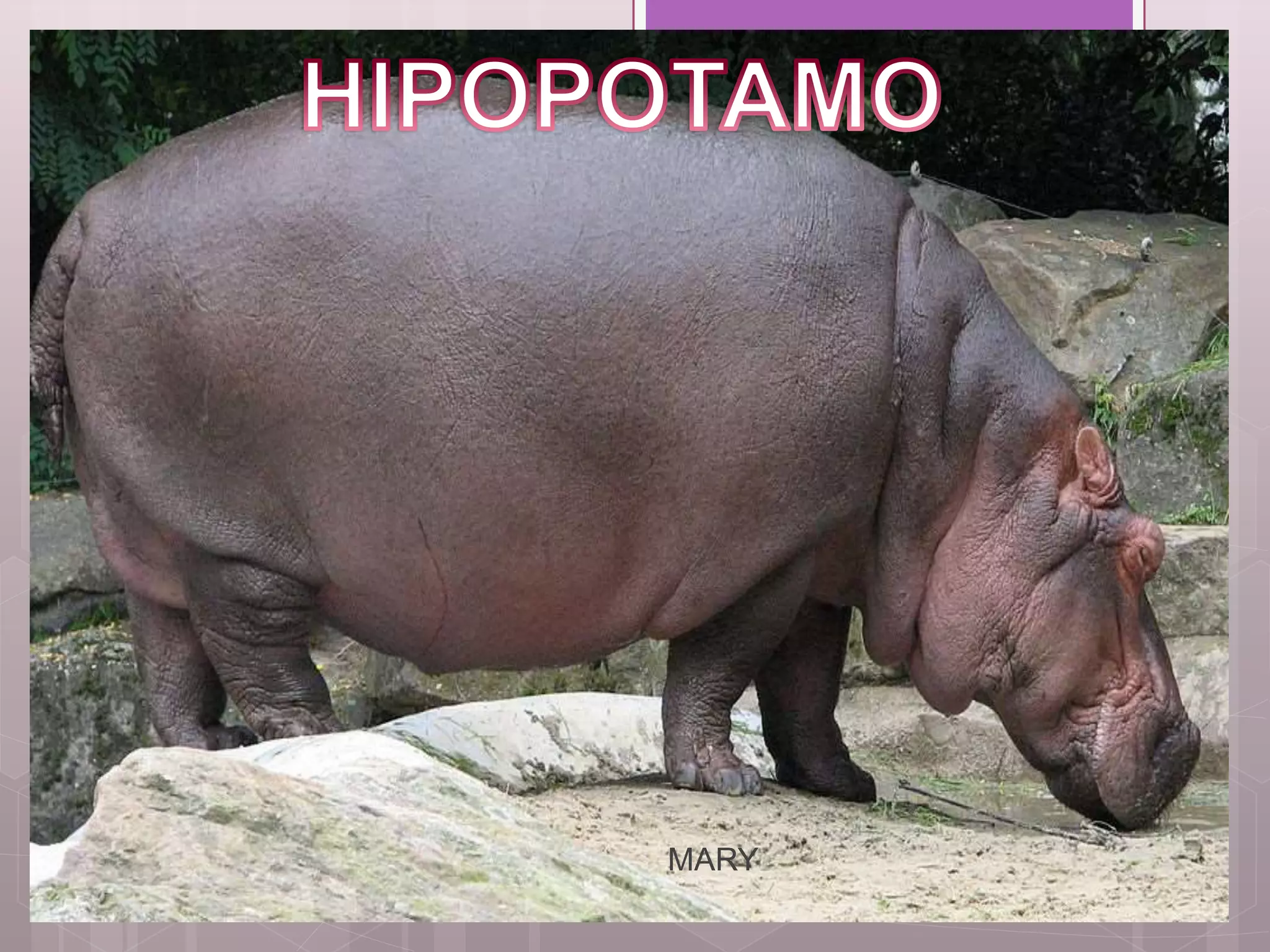 Hipotamo | PPTX