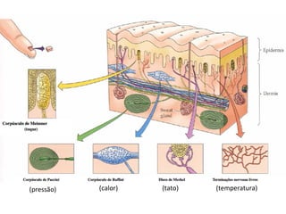 (calor)	
   (temperatura)	
  (pressão)	
   (tato)	
  
 