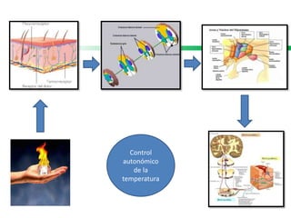 Control
autonómico
de la
temperatura
 