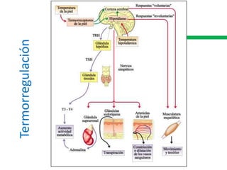 Termorregulación
 