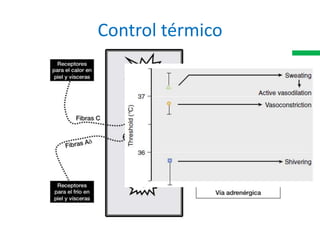 Control térmico
 