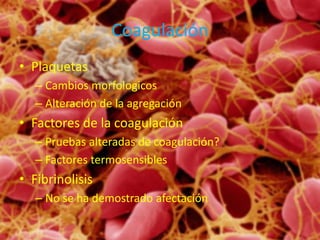 Coagulación
• Plaquetas
– Cambios morfologicos
– Alteración de la agregación
• Factores de la coagulación
– Pruebas alteradas de coagulación?
– Factores termosensibles
• Fibrinolisis
– No se ha demostrado afectación
 