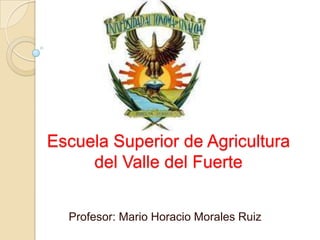 Escuela Superior de Agricultura del Valle del Fuerte Profesor: Mario Horacio Morales Ruiz  