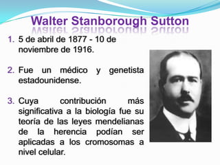 Walter Stanborough Sutton5 de abril de 1877 - 10 de noviembre de 1916.Fue un médico y genetista estadounidense.Cuya contribución más significativa a la biología fue su teoría de las leyes mendelianas de la herencia podían ser aplicadas a los cromosomas a nivel celular.