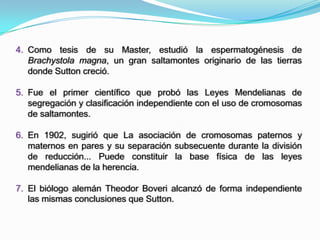 Como tesis de su Master, estudió la espermatogénesis de Brachystola magna, un gran saltamontes originario de las tierras donde Sutton creció.Fue el primer científico que probó las Leyes Mendelianas de segregación y clasificación independiente con el uso de cromosomas de saltamontes.En 1902, sugirió que La asociación de cromosomas paternos y maternos en pares y su separación subsecuente durante la división de reducción... Puede constituir la base física de las leyes mendelianas de la herencia.El biólogo alemán Theodor Boveri alcanzó de forma independiente las mismas conclusiones que Sutton.