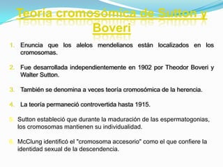 Teoría cromosómica de Sutton y BoveriEnuncia que los alelos mendelianos están localizados en los cromosomas.Fue desarrollada independientemente en 1902 por Theodor Boveri y Walter Sutton.También se denomina a veces teoría cromosómica de la herencia.La teoría permaneció controvertida hasta 1915.Sutton estableció que durante la maduración de las espermatogonias, los cromosomas mantienen su individualidad.McClung identificó el "cromosoma accesorio" como el que confiere la identidad sexual de la descendencia.
