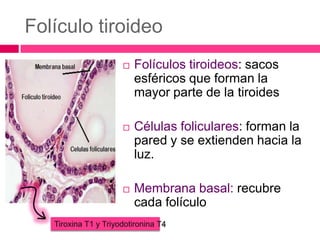 Folículo tiroideo


Folículos tiroideos: sacos
esféricos que forman la
mayor parte de la tiroides



Células foliculares: forman la
pared y se extienden hacia la
luz.



Membrana basal: recubre
cada folículo

Tiroxina T1 y Triyodotironina T4

 