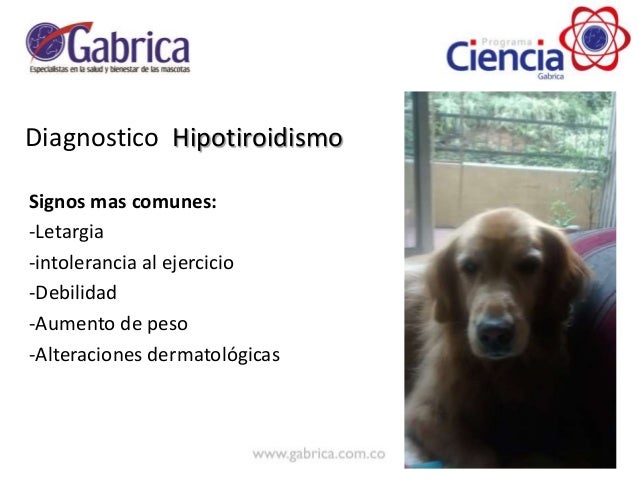 Hipotiroidismo en perros