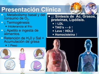 Presentación Clínica
 ↓ Metabolismo basal y del
consumo de O2.
 ↓ Termogénesis
 Intolerancia al frío
 ↓ Apetito e ingesta de
alimentos.
 Retención de H20 y Sal +
Acumulación de grasa
 ↑ Peso
 ↓: Síntesis de Ác. Grasos,
proteínas, Lipólisis.
 ↑ LDL
 TAG’s ↔ ó ↑
 Leve ↑ HDL2
 Homocisteína ↑
 