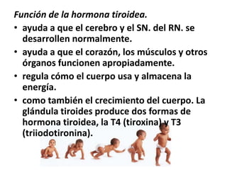 Función de la hormona tiroidea.
• ayuda a que el cerebro y el SN. del RN. se
desarrollen normalmente.
• ayuda a que el corazón, los músculos y otros
órganos funcionen apropiadamente.
• regula cómo el cuerpo usa y almacena la
energía.
• como también el crecimiento del cuerpo. La
glándula tiroides produce dos formas de
hormona tiroidea, la T4 (tiroxina) y T3
(triiodotironina).
 
