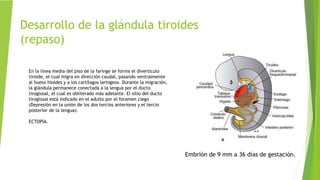 Desarrollo de la glándula tiroides
(repaso)
Embrión de 9 mm a 36 días de gestación.
En la línea media del piso de la faringe se forma el divertículo
tiroide, el cual migra en dirección caudal, pasando ventralmente
al hueso hioides y a los cartílagos laringeos. Durante la migración,
la glándula permanece conectada a la lengua por el ducto
tiroglosal, el cual es obliterado más adelante. El sitio del ducto
tiroglosal está indicado en el adulto por el foramen ciego
(Depresión en la unión de los dos tercios anteriores y el tercio
posterior de la lengua).
ECTOPÍA.
 
