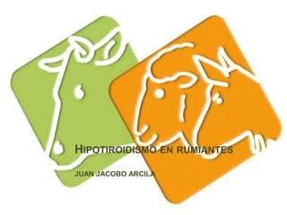 HIPOTIROIDISMO EN RUMIANTES
JUAN JACOBO ARCILA
 