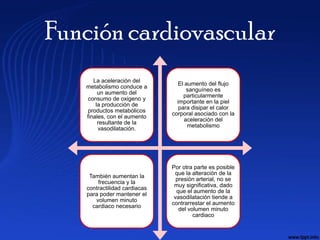 Función cardiovascular
      La aceleración del
                                 El aumento del flujo
   metabolismo conduce a
                                     sanguíneo es
        un aumento del
                                   particularmente
   consumo de oxigeno y
                                importante en la piel
       la producción de
                                 para disipar el calor
   productos metabólicos
                              corporal asociado con la
   finales, con el aumento
                                    aceleración del
        resultante de la
                                     metabolismo
        vasodilatación.




                              Por otra parte es posible
                               que la alteración de la
    También aumentan la
                                presión arterial, no se
       frecuencia y la
                               muy significativa, dado
   contractilidad cardiacas
                                que el aumento de la
   para poder mantener el
                               vasodilatación tiende a
      volumen minuto
                              contrarrestar el aumento
     cardiaco necesario
                                 del volumen minuto
                                       cardiaco
 