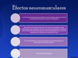 Efectos neuromusculares
    La hormona tiroidea ejerce efectos pronunciados sobre el control
             nervioso de la función y el tono musculares




       El aumento leve del nivel sérico de hormona tiroidea induce
    reacciones mas enérgicas de los músculos esqueléticos, mientras
     que el descenso del nivel de la hormona tiroidea se asocia con la
                presencia de temblores musculares finos




        En los lactantes, la hormona tiroidea es necesaria para el
                      desarrollo normal del cerebro.




                         Estimula la cerebración
 