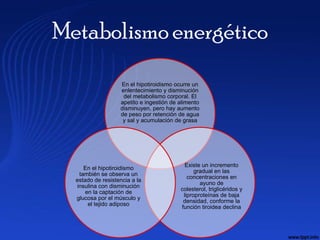 Metabolismo energético
                   En el hipotiroidismo ocurre un
                   enlentecimiento y disminución
                    del metabolismo corporal. El
                   apetito e ingestión de alimento
                   disminuyen, pero hay aumento
                   de peso por retención de agua
                    y sal y acumulación de grasa




                                            Existe un incremento
     En el hipotiroidismo
                                                gradual en las
   también se observa un
                                             concentraciones en
  estado de resistencia a la
                                                  ayuno de
  insulina con disminución
                                          colesterol, triglicéridos y
      en la captación de
                                           liproproteínas de baja
  glucosa por el músculo y
                                           densidad, conforme la
       el tejido adiposo
                                          función tiroidea declina
 