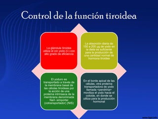 Control de la función tiroidea

                                      La absorción diaria de
                                    150 a 200 µg de yodo en
         La glándula tiroides
                                       la dieta es suficiente
     utiliza el ion yodo (I-) con
                                      para la producción de
      alto grado de eficiencia
                                     una cantidad normal de
                                         hormona tiroidea




            El yoduro es
                                    En el borde apical de las
     transportado a través de
                                       células, otra proteína
       la membrana basal de
                                     transportadora de yodo
      las células tiroideas por
                                       llamada <pendrina>
          la acción de una
                                    moviliza el yodo hacia el
     proteína intrínseca de la
                                       coloide, en donde se
      membrana denominada
                                    utiliza para la producción
           Na/I- simporter
                                             hormonal
      (cotransportador) (NIS)
 