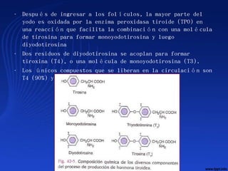 • Después de ingresar a los folículos, la mayor parte del
  yodo es oxidada por la enzima peroxidasa tiroide (TPO) en
  una reacción que facilita la combinación con una molécula
  de tirosina para formar monoyodotirosina y luego
  diyodotirosina
• Dos residuos de diyodotirosina se acoplan para formar
  tiroxina (T4), o una molécula de monoyodotirosina (T3).
• Los únicos compuestos que se liberan en la circulación son
  T4 (90%) y T3 (10%)
 