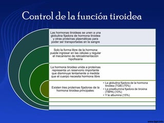 Control de la función tiroidea
       Las hormonas tiroideas se unen a una
       globulina fijadora de hormona tiroidea
         y otras proteínas plasmáticas para
        poder ser transportadas en la sangre

          Solo la forma libre de la hormona
       puede ingresar en las células y regular
         el mecanismo de retroalimentación
                      hipofisiaria

       La hormona tiroidea unida a proteínas
        representa un reservorio importante
        que disminuye lentamente a medida
       que el cuerpo necesita hormona libre

                                                 • La globulina fijadora de la hormona
                                                   tiroidea (TGB) (70%)
        Existen tres proteínas fijadoras de la
                                                 • La prealbumina fijadora de tiroxina
            hormona tiroidea principales:          (TBPA) (10%)
                                                 • Y la albumina (15%)
 