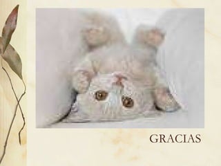GRACIAS 
