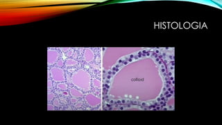 HISTOLOGIA
 