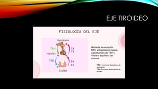 EJE TIROIDEO
 