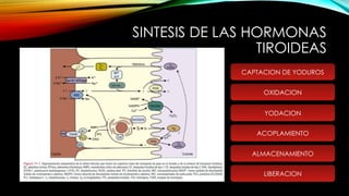 SINTESIS DE LAS HORMONAS
TIROIDEAS
CAPTACION DE YODUROS
OXIDACION
YODACION
ACOPLAMIENTO
ALMACENAMIENTO
LIBERACION
 