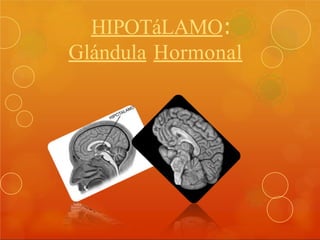 HIPOTáLAMO:
Glándula Hormonal
 