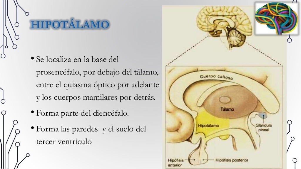 El Hipotálamo