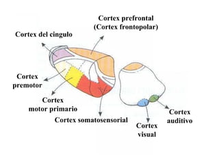 Cortex prefrontal
                       (Cortex frontopolar)
Cortex del cingulo




 Cortex
premotor

       Cortex
    motor primario                             Cortex
            Cortex somatosensorial            auditivo
                                     Cortex
                                     visual
 