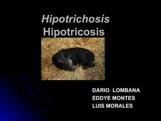 HipotrichosisHipotrichosis
HipotricosisHipotricosis
DARIO LOMBANADARIO LOMBANA
EDDYE MONTESEDDYE MONTES
LUIS MORALESLUIS MORALES
 