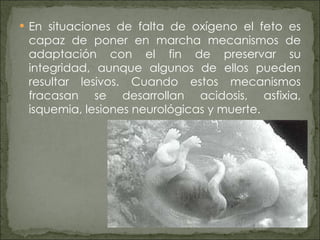 En situaciones de falta de oxígeno el feto es capaz de poner en marcha mecanismos de adaptación con el fin de preservar su integridad, aunque algunos de ellos pueden resultar lesivos. Cuando estos mecanismos fracasan se desarrollan acidosis, asfixia, isquemia, lesiones neurológicas y muerte. 