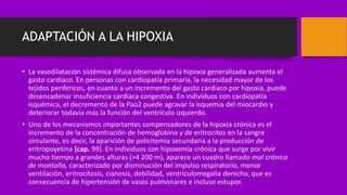 ADAPTACIÓN A LA HIPOXIA
• La vasodilatación sistémica difusa observada en la hipoxia generalizada aumenta el
gasto cardiaco. En personas con cardiopatía primaria, la necesidad mayor de los
tejidos periféricos, en cuanto a un incremento del gasto cardiaco por hipoxia, puede
desencadenar insuficiencia cardiaca congestiva. En individuos con cardiopatía
isquémica, el decremento de la Pao2 puede agravar la isquemia del miocardio y
deteriorar todavía más la función del ventrículo izquierdo.
• Uno de los mecanismos importantes compensadores de la hipoxia crónica es el
incremento de la concentración de hemoglobina y de eritrocitos en la sangre
circulante, es decir, la aparición de policitemia secundaria a la producción de
eritropoyetina (cap. 99). En individuos con hipoxemia crónica que surge por vivir
mucho tiempo a grandes alturas (>4 200 m), aparece un cuadro llamado mal crónico
de montaña, caracterizado por disminución del impulso respiratorio, menor
ventilación, eritrocitosis, cianosis, debilidad, ventriculomegalia derecha, que es
consecuencia de hipertensión de vasos pulmonares e incluso estupor.
 