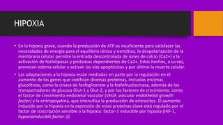 HIPOXIA
• En la hipoxia grave, cuando la producción de ATP es insuficiente para satisfacer las
necesidades de energía para el equilibrio iónico y osmótico, la despolarización de la
membrana celular permite la entrada descontrolada de iones de calcio (Ca2+) y la
activación de fosfolipasas y proteasas dependientes de Ca2+. Estos hechos, a su vez,
provocan edema celular y activan las vías apoptósicas y por último la muerte celular.
• Las adaptaciones a la hipoxia están mediadas en parte por la regulación en el
aumento de los genes que codifican diversas proteínas, incluidas enzimas
glucolíticas, como la cinasa de fosfoglicerato y la fosfofructocinasa, además de los
transportadores de glucosa Glut-1 y Glut-2, y por los factores de crecimiento, como
el factor de crecimiento endotelial vascular (VEGF, vascular endothelial growth
factor) y la eritropoyetina, que intensifica la producción de eritrocitos. El aumento
inducido por la hipoxia en la expresión de estas proteínas clave está regulado por el
factor de trascripción sensible a la hipoxia: factor-1 inducible por hipoxia (HIF-1,
hypoxiainducible factor-1).
 