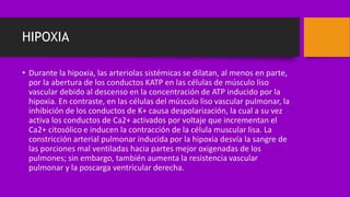 HIPOXIA
• Durante la hipoxia, las arteriolas sistémicas se dilatan, al menos en parte,
por la abertura de los conductos KATP en las células de músculo liso
vascular debido al descenso en la concentración de ATP inducido por la
hipoxia. En contraste, en las células del músculo liso vascular pulmonar, la
inhibición de los conductos de K+ causa despolarización, la cual a su vez
activa los conductos de Ca2+ activados por voltaje que incrementan el
Ca2+ citosólico e inducen la contracción de la célula muscular lisa. La
constricción arterial pulmonar inducida por la hipoxia desvía la sangre de
las porciones mal ventiladas hacia partes mejor oxigenadas de los
pulmones; sin embargo, también aumenta la resistencia vascular
pulmonar y la poscarga ventricular derecha.
 