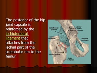 The posterior of the hip
joint capsule is
reinforced by the
ischiofemoral
thatligament
attaches from the
ischial part of the
acetabular rim to the
femur
 