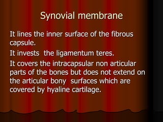 Synovial membrane
It lines the inner surface of the fibrous
capsule.
It invests the ligamentum teres.
It covers the intracapsular non articular
parts of the bones but does not extend on
the articular bony surfaces which are
covered by hyaline cartilage.
 