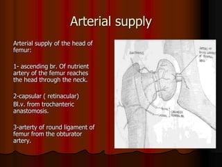 Arterial supply
Arterial supply of the head of
femur:
1- ascending br. Of nutrient
artery of the femur reaches
the head through the neck.
2-capsular ( retinacular)
Bl.v. from trochanteric
anastomosis.
3-arterty of round ligament of
femur from the obturator
artery.
 