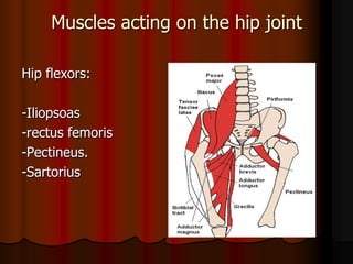 Muscles acting on the hip joint
Hip flexors:
-Iliopsoas
-rectus femoris
-Pectineus.
-Sartorius
 