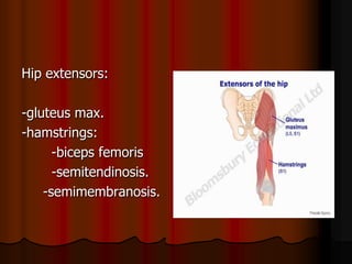 Hip extensors:
-gluteus max.
-hamstrings:
-biceps femoris
-semitendinosis.
-semimembranosis.
 